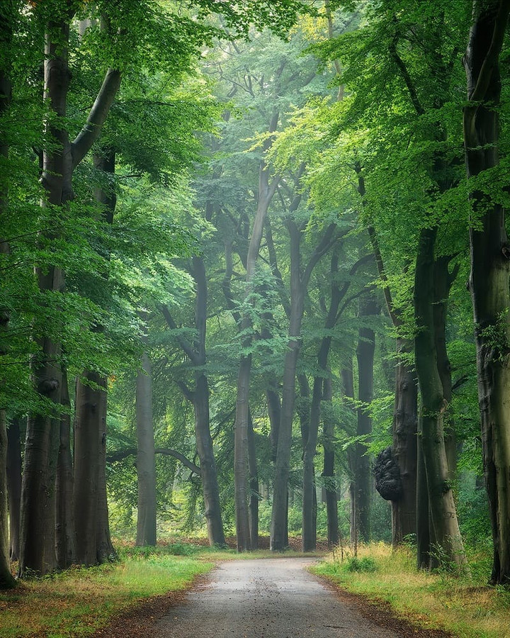 photo, road, nature